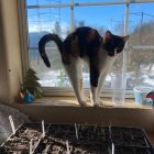 Calico Cat on Wooden Windowsill Looking at Snowy Landscape