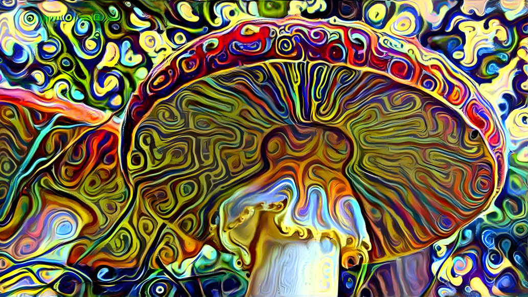 lisergic shrooms