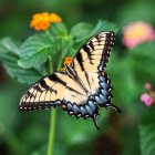 Colorful Butterfly Resting on Green Leaves in Lush Garden