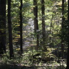 Tranquil forest scene with sunlight, stone path, and green foliage