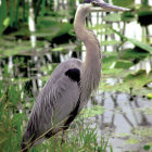 Colorful Heron Among Lily Pads and Lotus Flowers