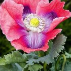 Detailed pink peony painting with lush green leaves and insect.