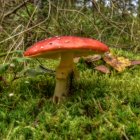 Enchanting forest scene with red-capped mushroom house