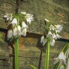 Detailed Illustration of White Snowdrop Flowers and Green Leaves Among Intricate Foliage and Tree Bark