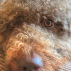 Woman with curly hair cuddles golden dog and white puppy in frilly outfit