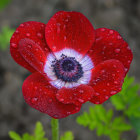 Colorful Illustration of Large Red Flower with Layered Petals on Green Background