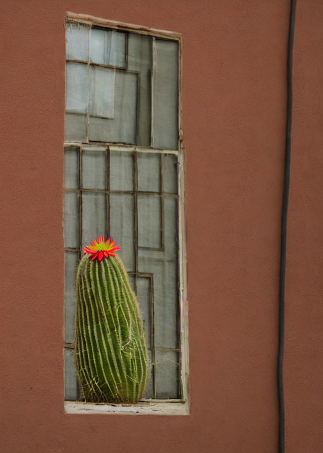 Tall cactus with red flower seen through grid-paned window