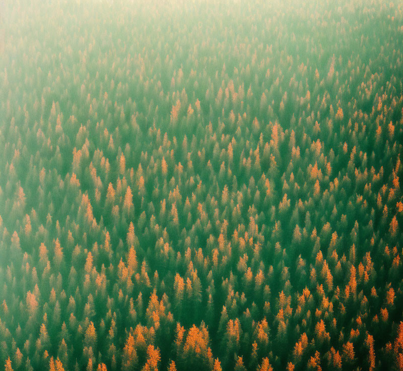 Dense Forest Aerial View with Green and Orange Trees