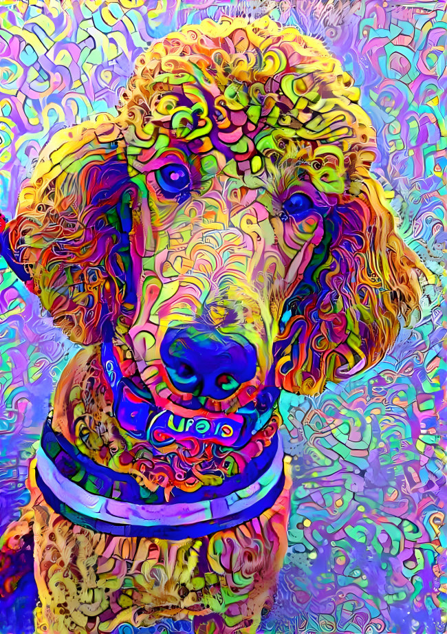 poodle noodle2