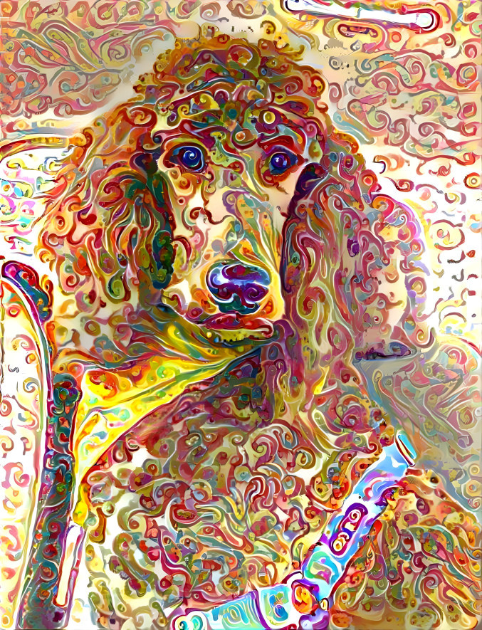 paisley poodle