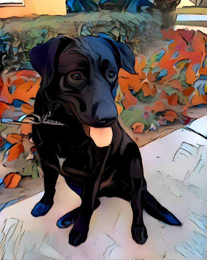 blacklabmix