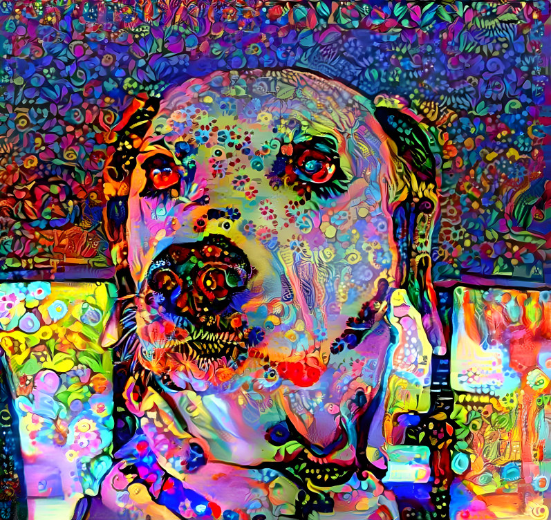 dalmatianmix1