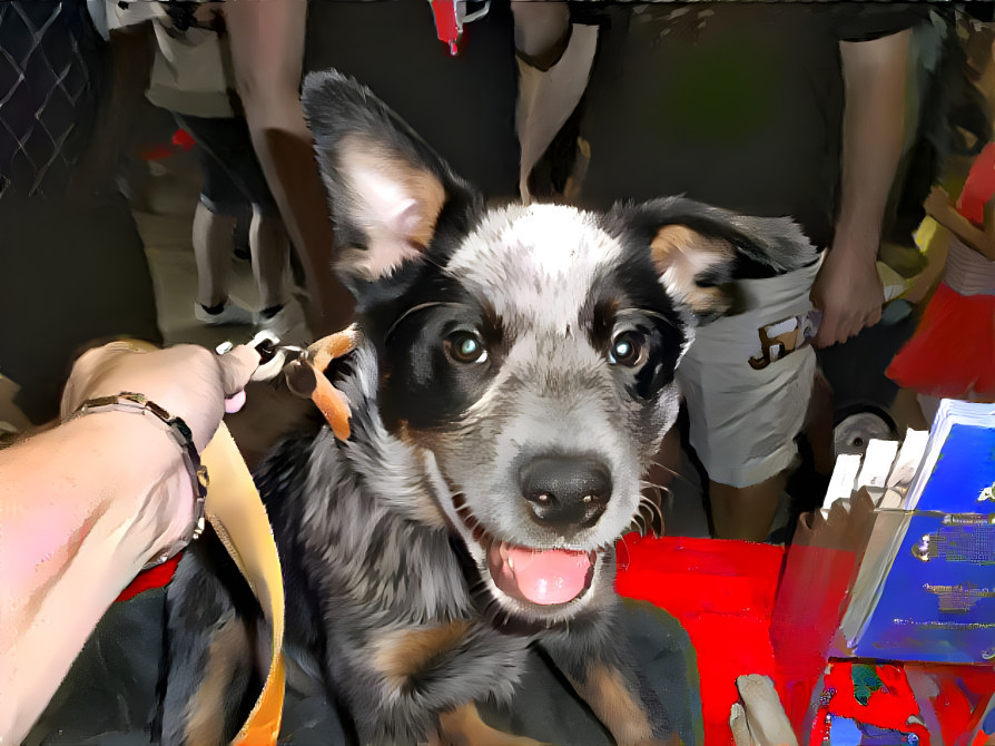 Poppy pup at the fairgrounds