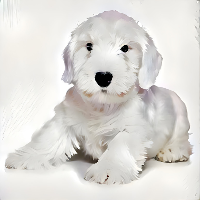  Sealyham Terrier 1