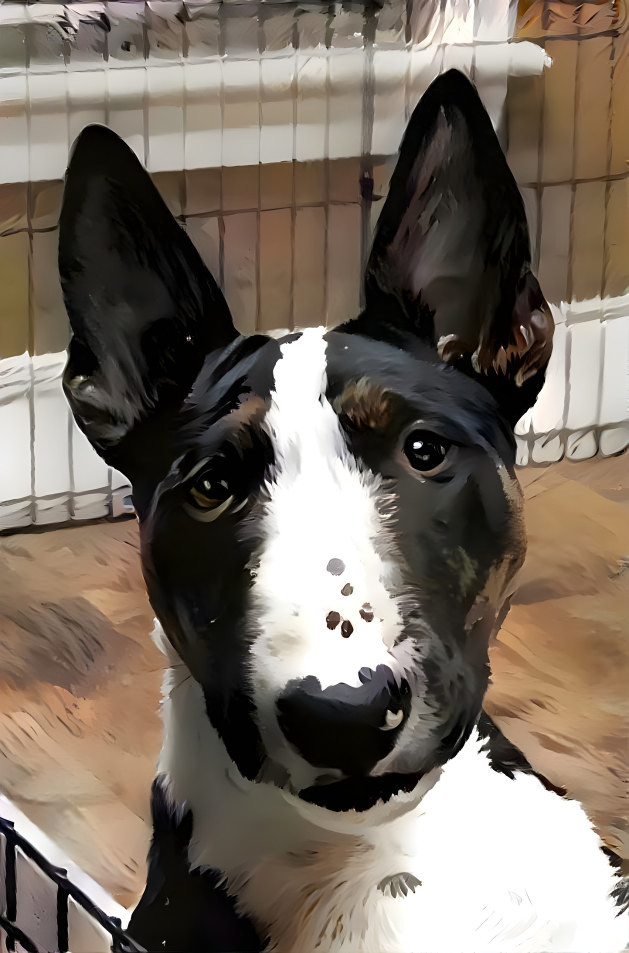 mini bull terrier