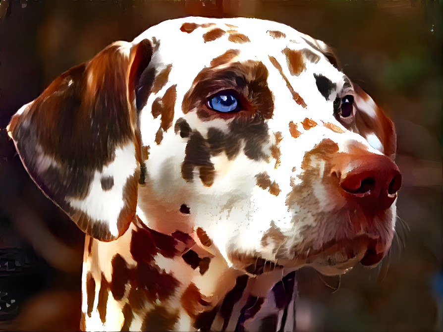 liver dalmatian