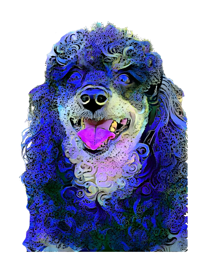 blueblackpoodle