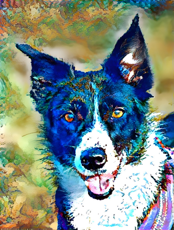 bordercollie12