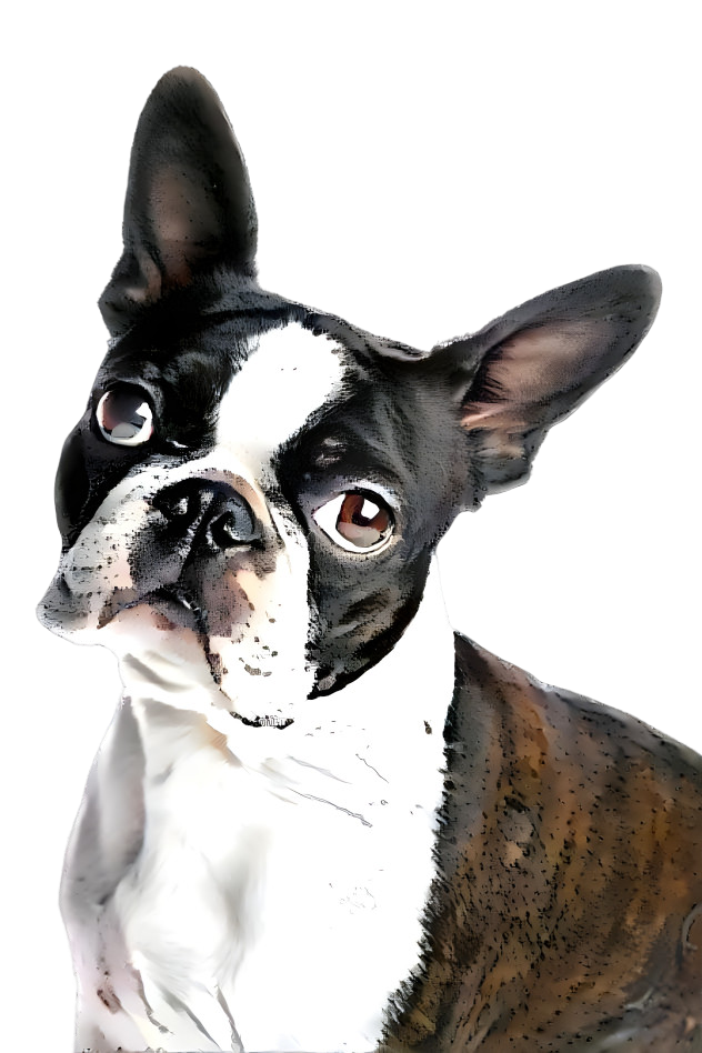 bostonterriermix2