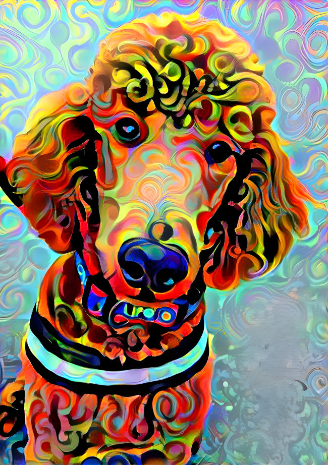 poodle oodle doodle