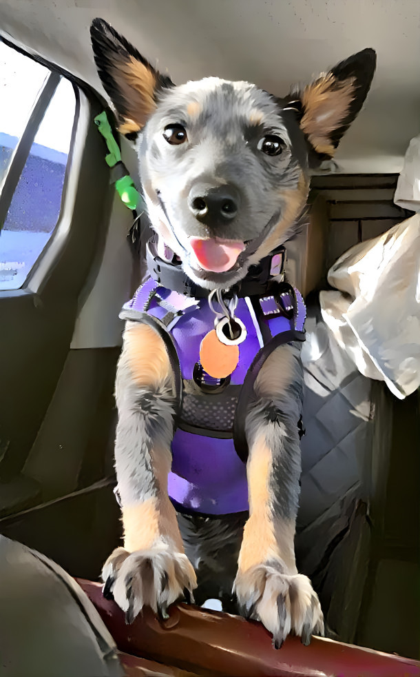 acdpurplevestpup