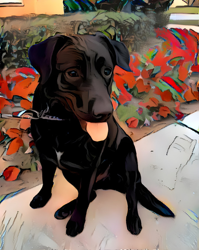 blacklabmix2