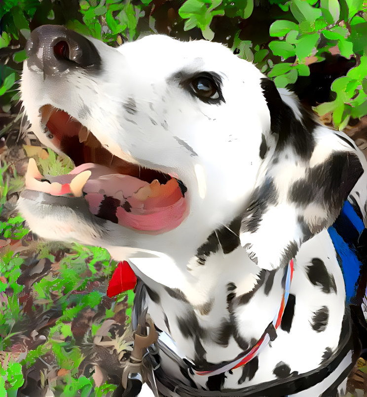 dalmatian2