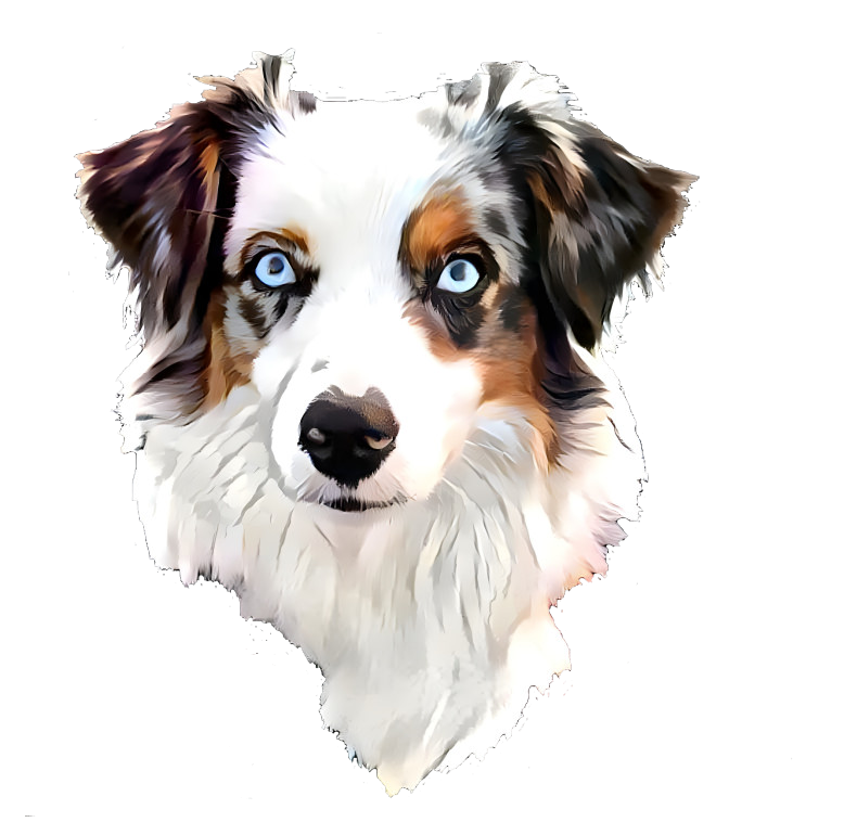 Blue merle Aussie