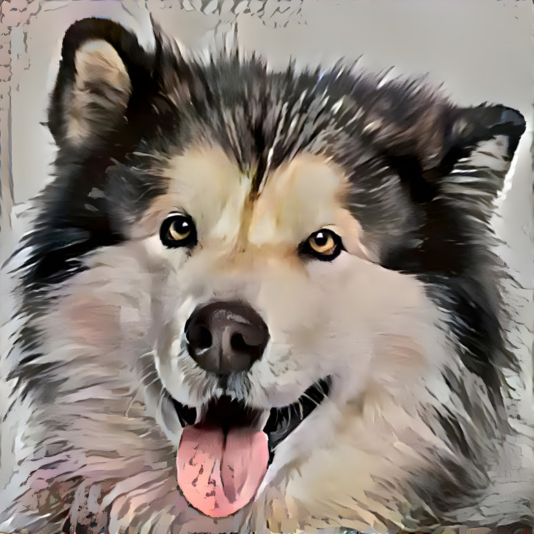 malamute8