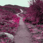 Person in Long Red Dress Surrounded by Purple Flowers on Path