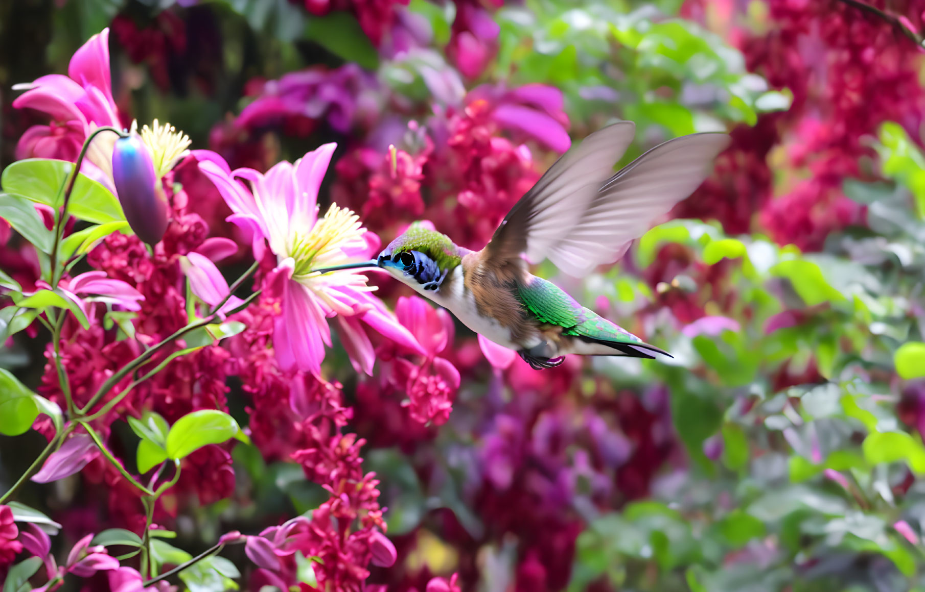 Green hummingbird near vibrant pink flowers in lush floral setting