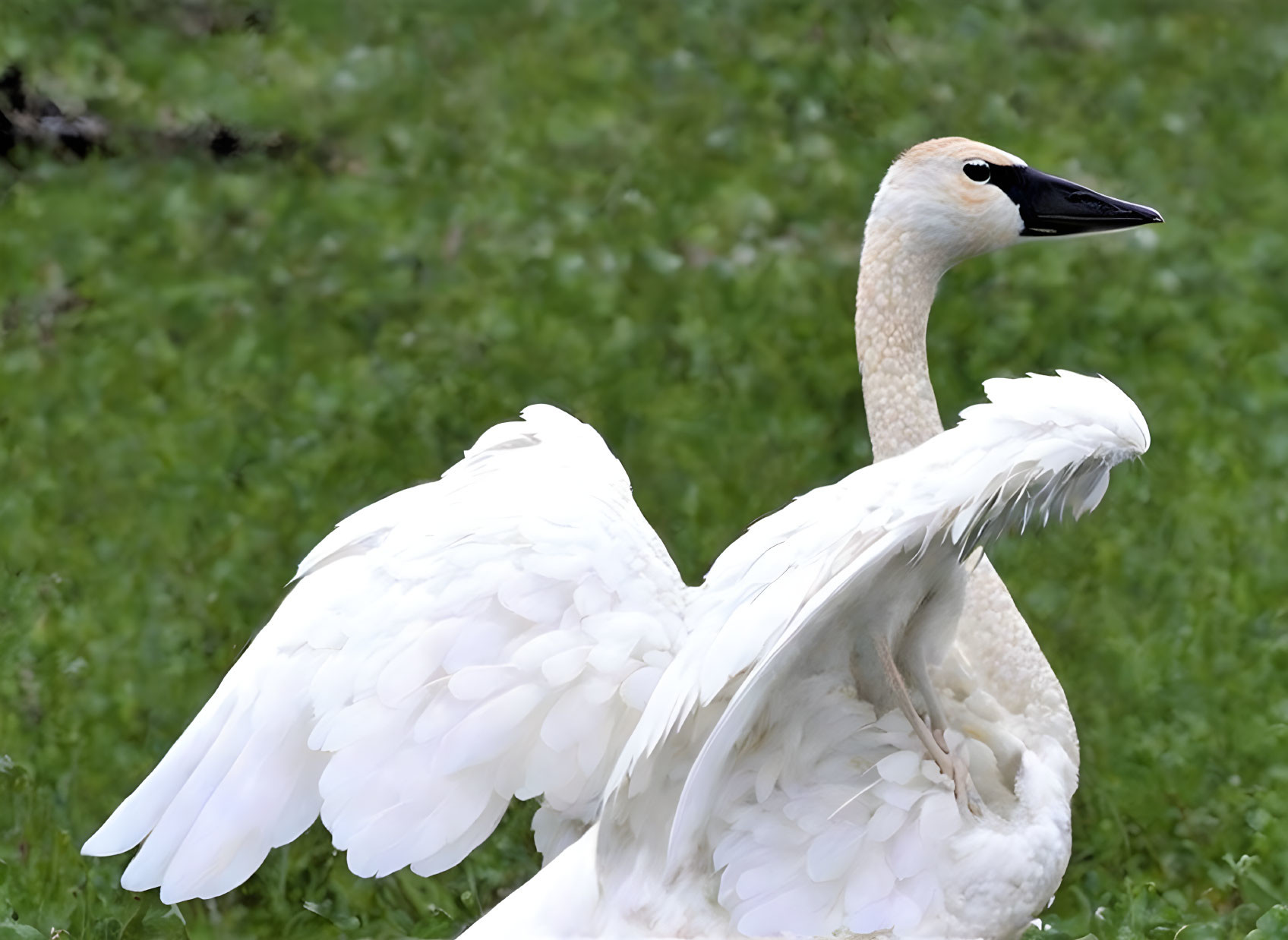 White Swan Standing on Green Grass with Wings Partially Spread