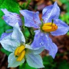 Close-Up of Vibrant Purple and White Flowers