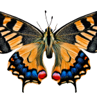 Colorful Stylized Butterfly with Celestial Motifs on Black Background