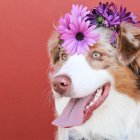 Colorful Floral Headdress on Woman in Dreamy Setting