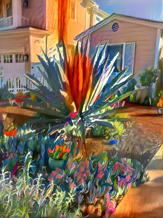 Blue agave plant. 