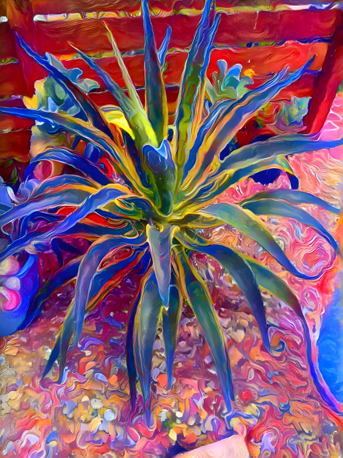 Blue agave.