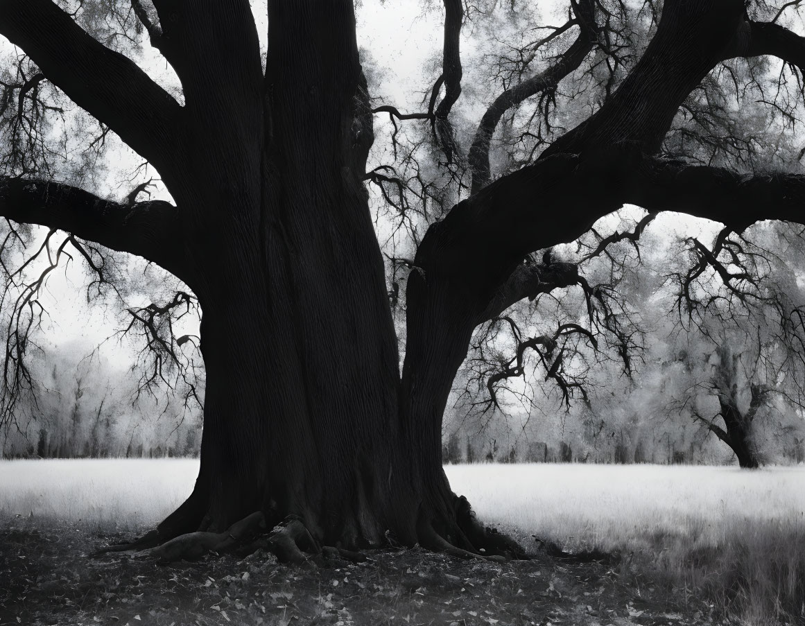 Monochrome landscape featuring majestic old tree