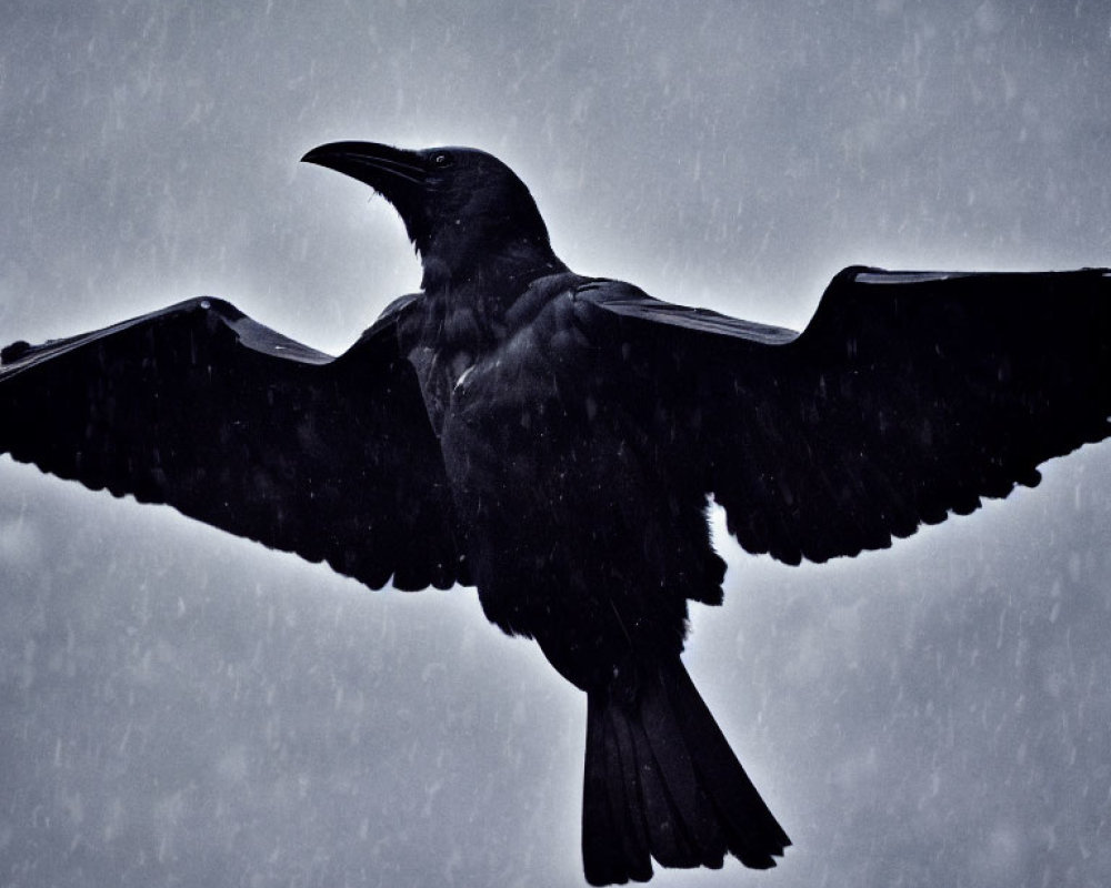 Silhouetted raven in flight against gloomy snowy sky