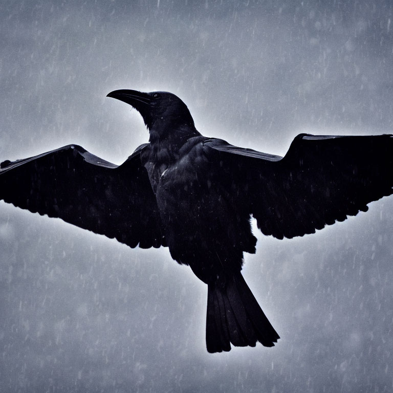 Silhouetted raven in flight against gloomy snowy sky