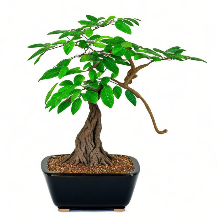 Lush green bonsai tree with gnarled trunk in black pot