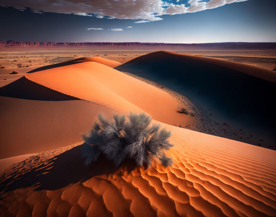 Vast desert landscape with orange sand dunes and lone shrub