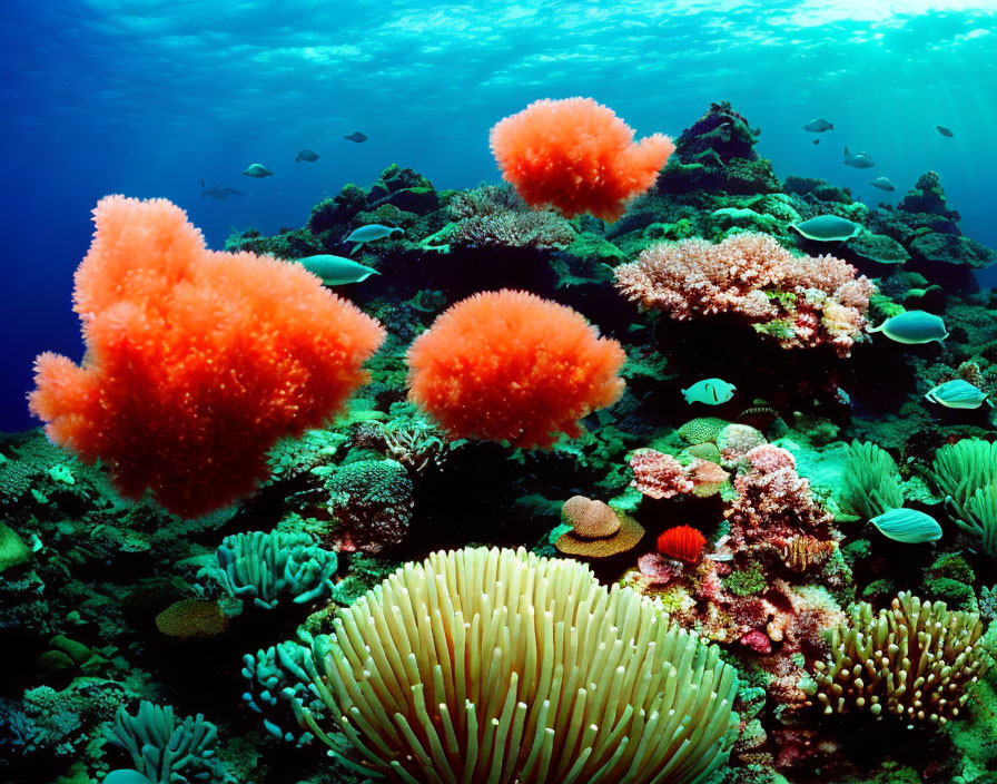 Colorful Coral Reef with Red and Green Corals and Tropical Fish