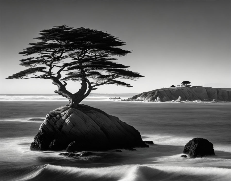 Lone windswept tree on rugged coastal rock formation