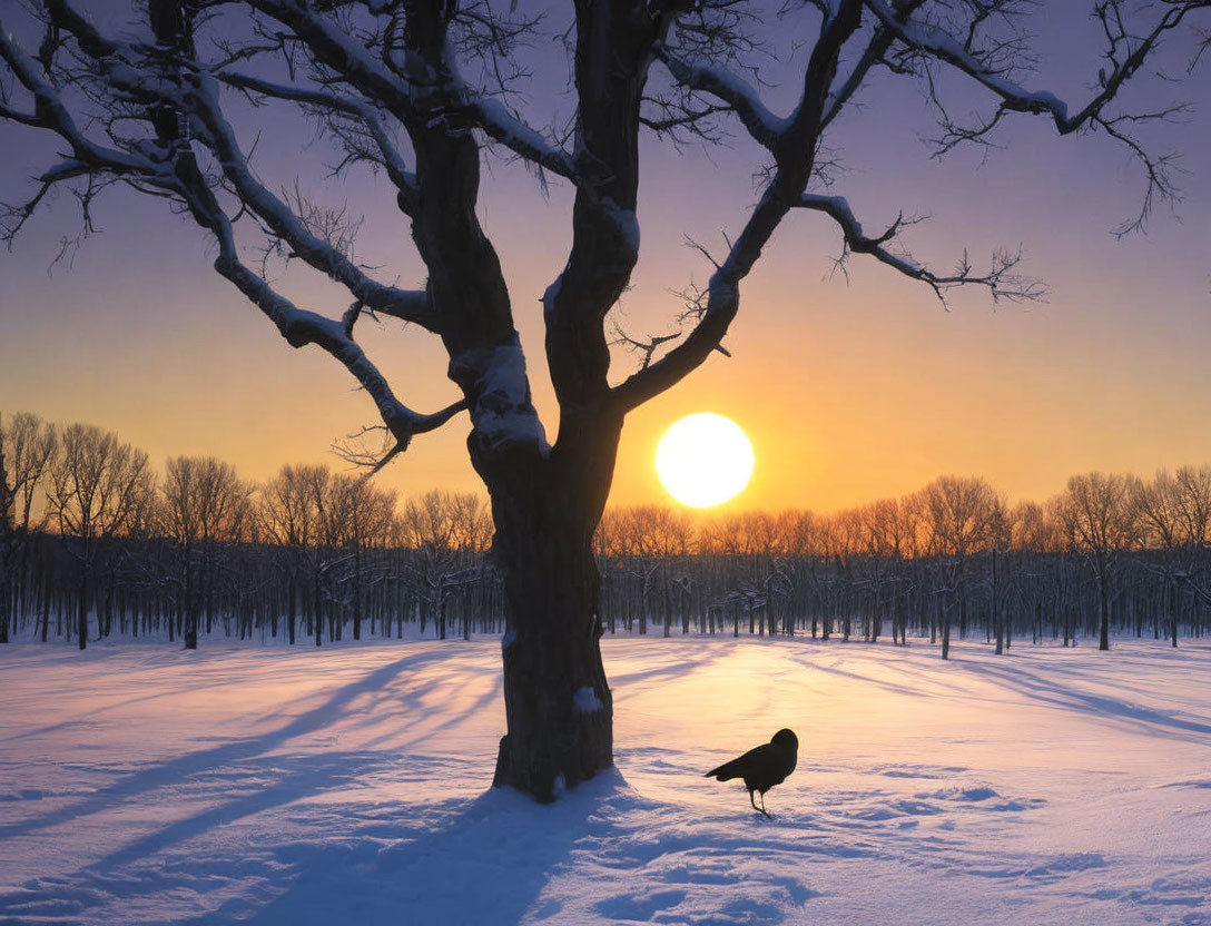 Crow perched on snow with sunrise and silhouetted trees