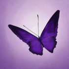 Vivid purple butterfly-shaped liquid splash on gradient background