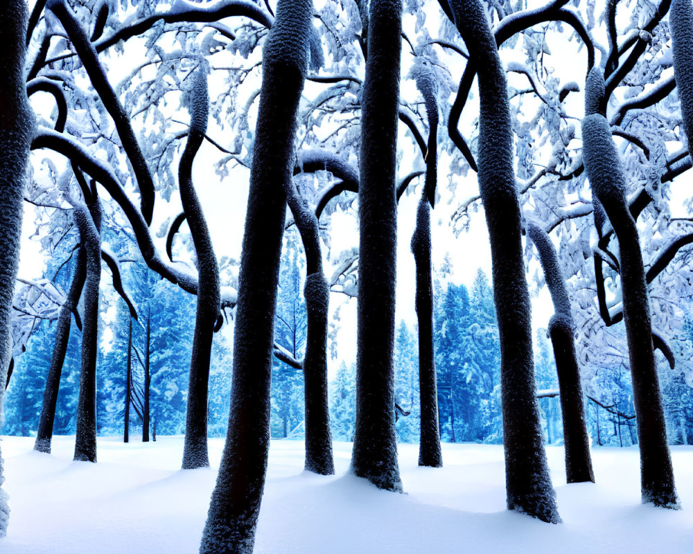 Serene wintry forest with snow-covered trees