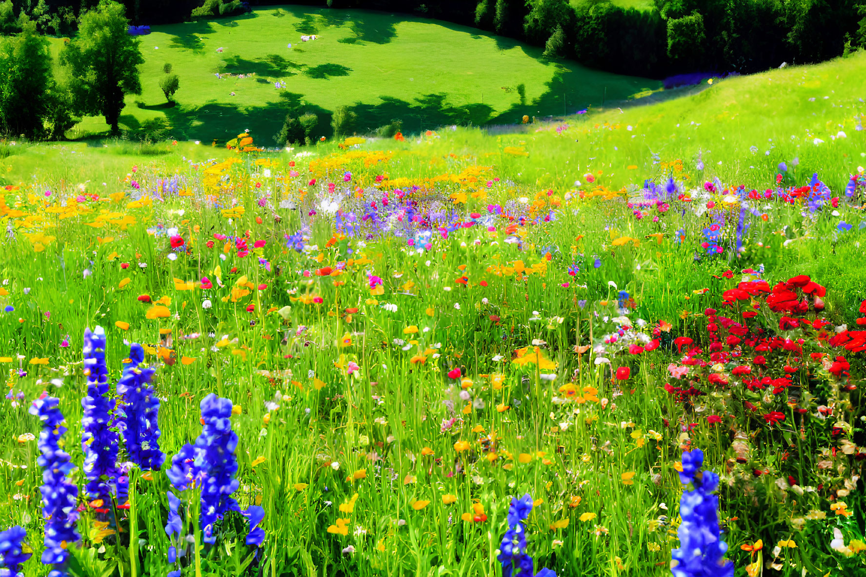 Colorful Wildflower Meadow Under Blue Sky and Green Hills