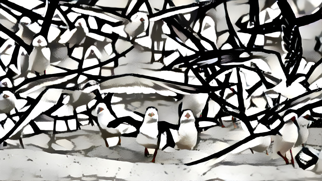 Black Skimmer 