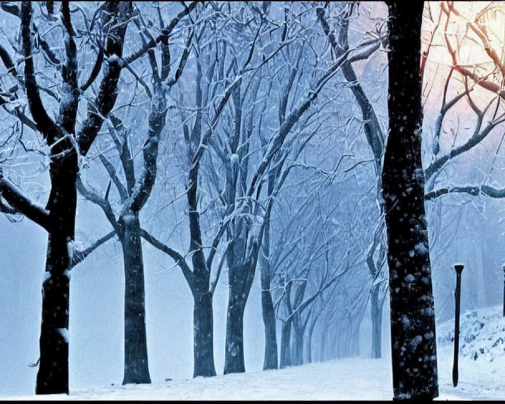 Tranquil snow-covered trees in mystic wintery landscape